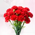 Гвоздики Гвоздики